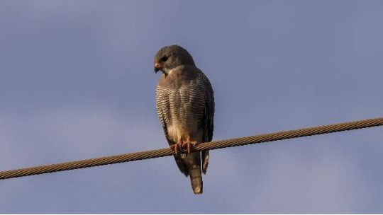 Lizard Buzzard